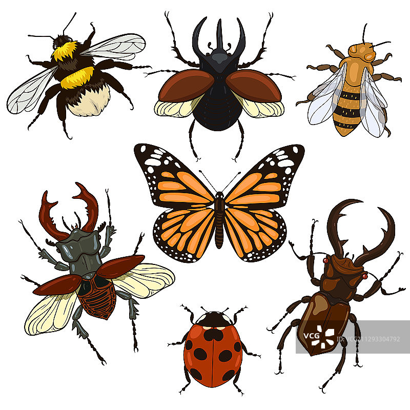 白色背景上的昆虫图片素材