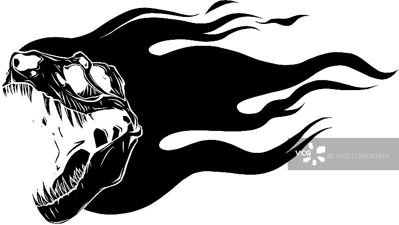 霸王龙头骨化石图片素材