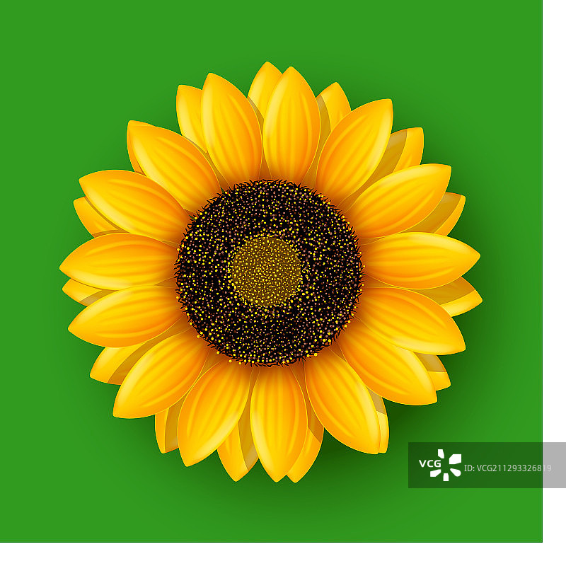 绿色背景上的向日葵图片素材