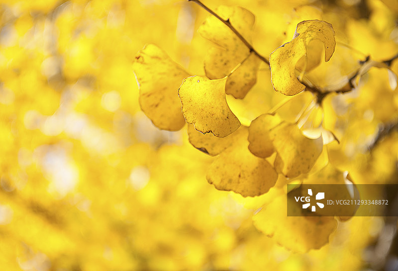 金色的银杏叶图片素材