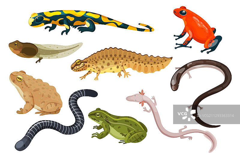 异域卡通两栖动物套装图片素材