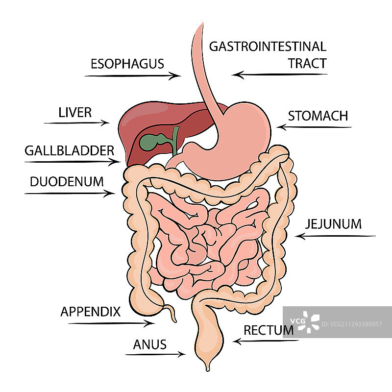 胃肠道结构医学教育图片素材