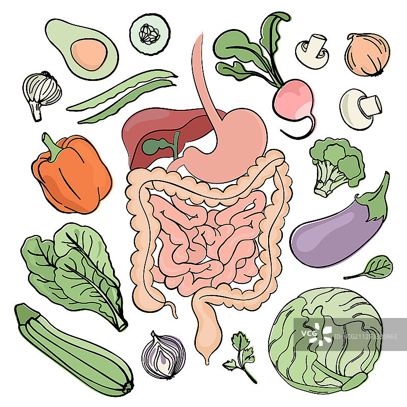肠胃道纯素营养插画图片素材
