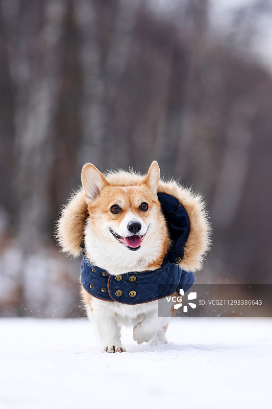 雪地里的柯基犬图片素材