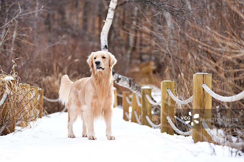 雪景里的金毛犬图片素材