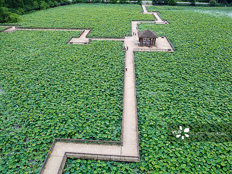 航拍视角，绿色荷塘，自然风光图片素材