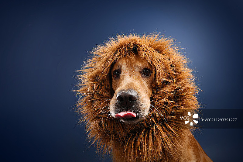 蓝色背景前的金毛犬图片素材