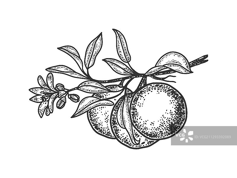 橘子素描图片素材