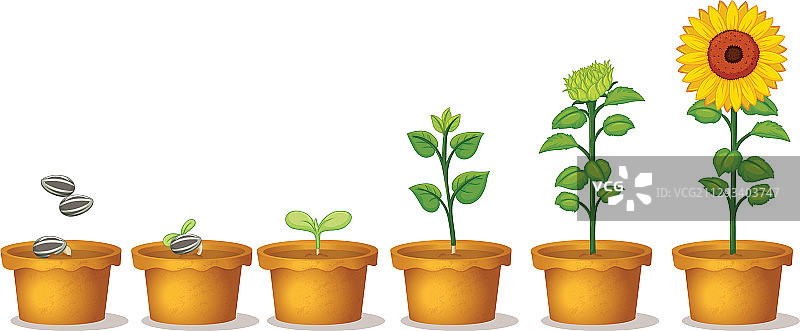 许多盆栽植物，有种子和向日葵图片素材