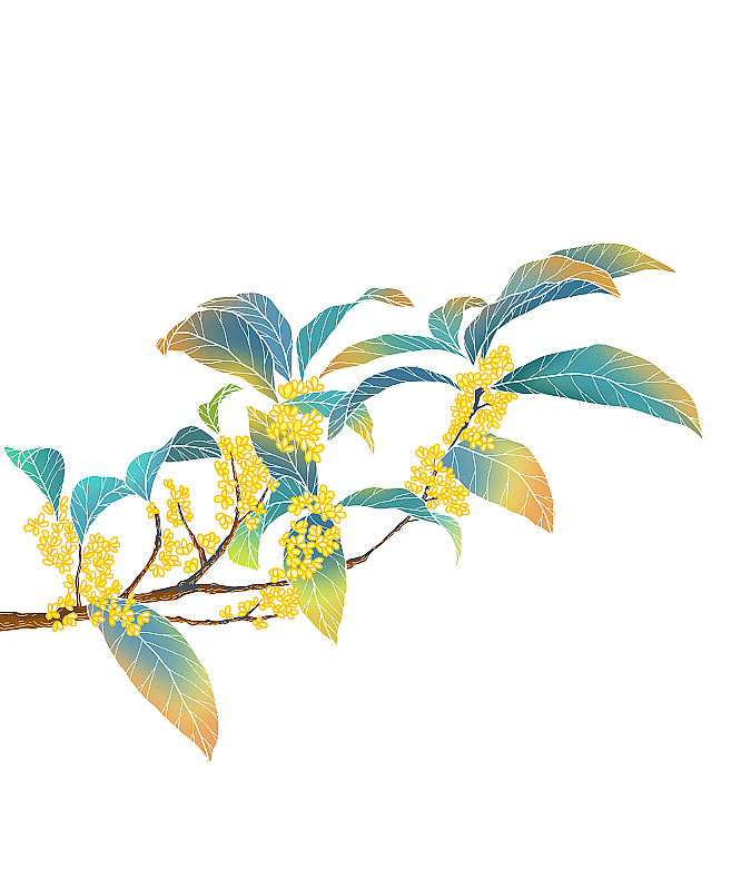 开满枝头的桂花枝图片素材