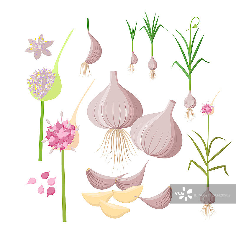大蒜植物生长信息图元素图片素材