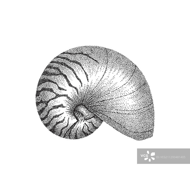 鹦鹉螺壳点刺画艺术图片素材