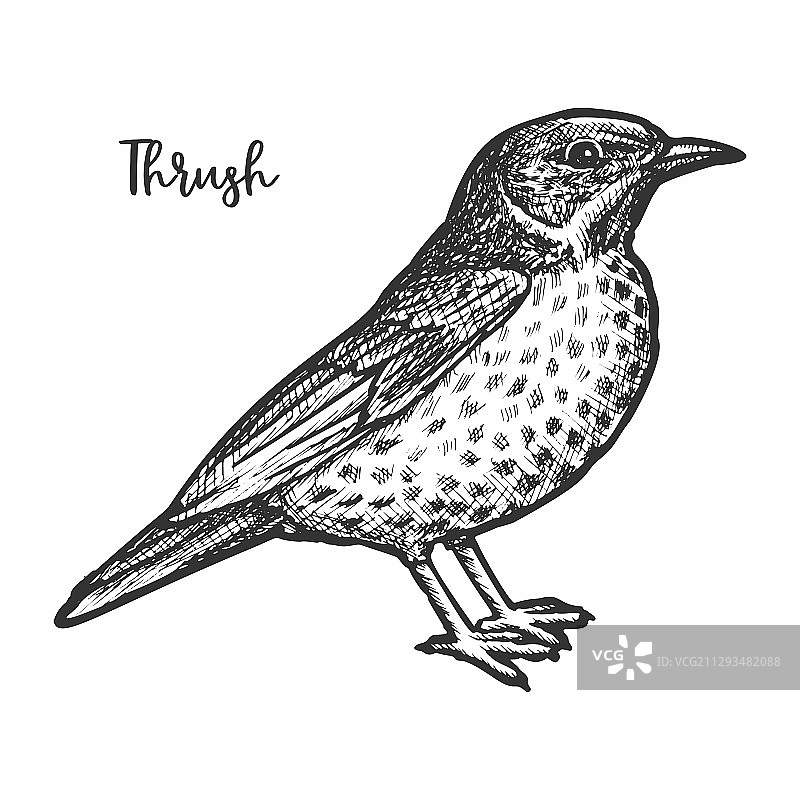 手绘画眉或鸫科动物速写图片素材