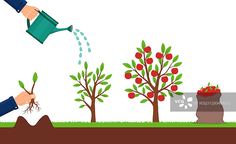 苹果树生长与采摘图片素材