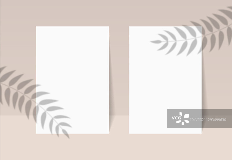 带阴影叠加植物阴影的空白海报图片素材