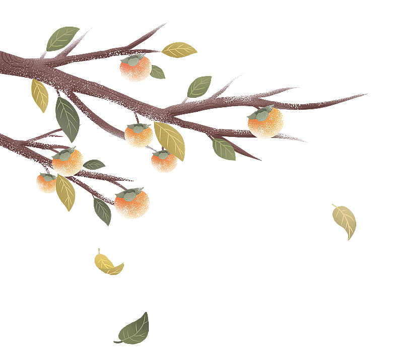 结有成熟柿子的树枝图片素材