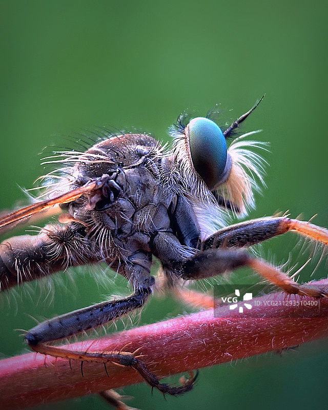 食虫虻图片素材