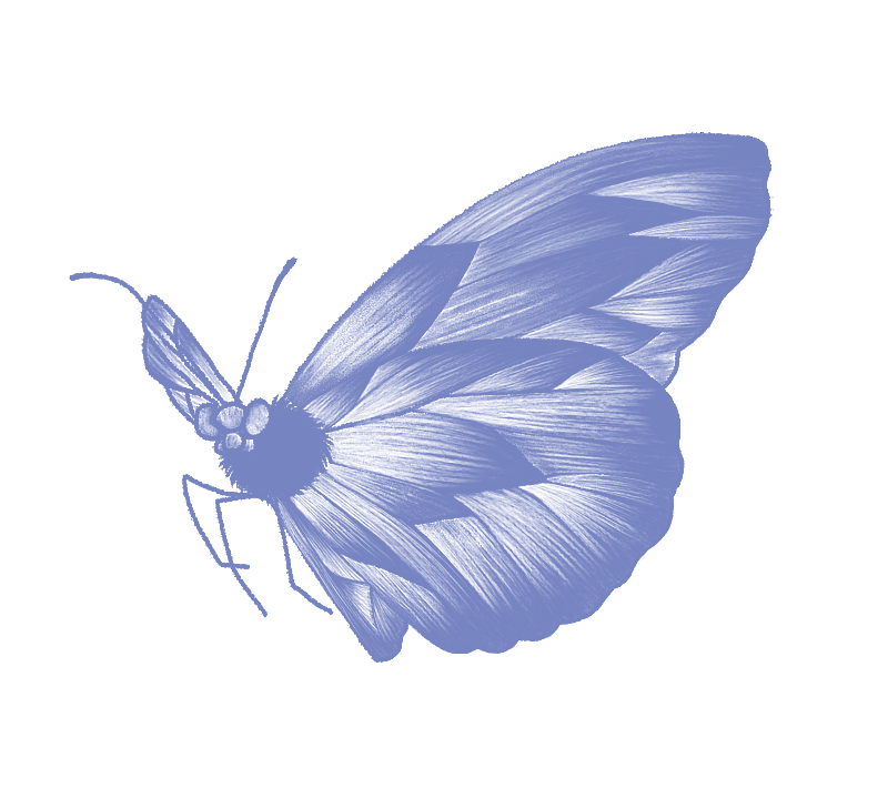 飞翔的蝴蝶图片素材