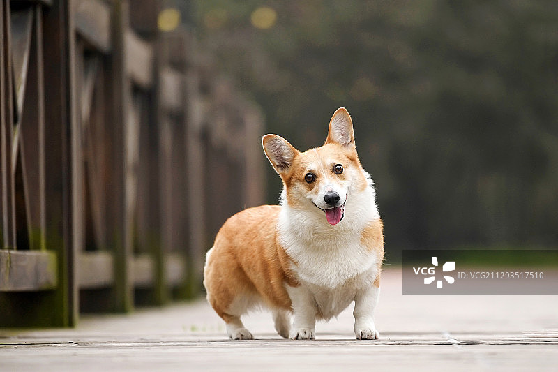 在户外玩耍的柯基犬图片素材