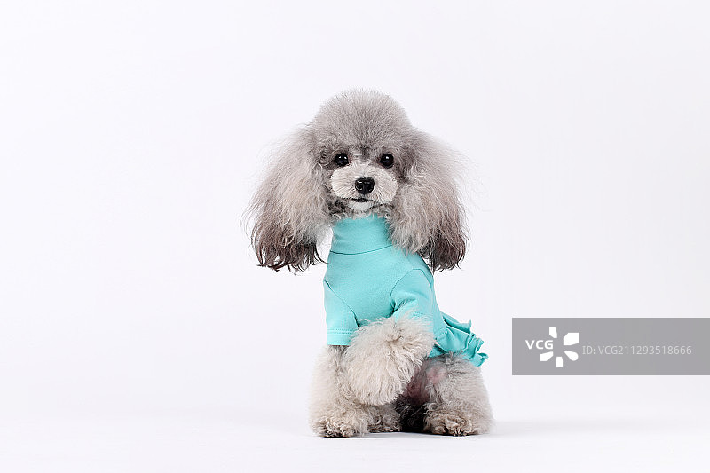 穿衣服的贵宾犬图片素材