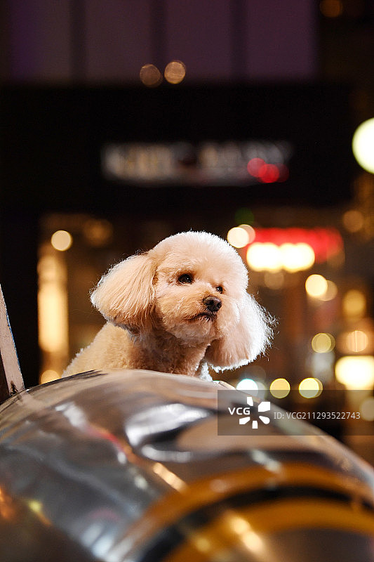 夜景里的贵宾犬图片素材
