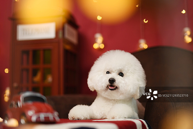 梦幻布景里的比熊犬图片素材