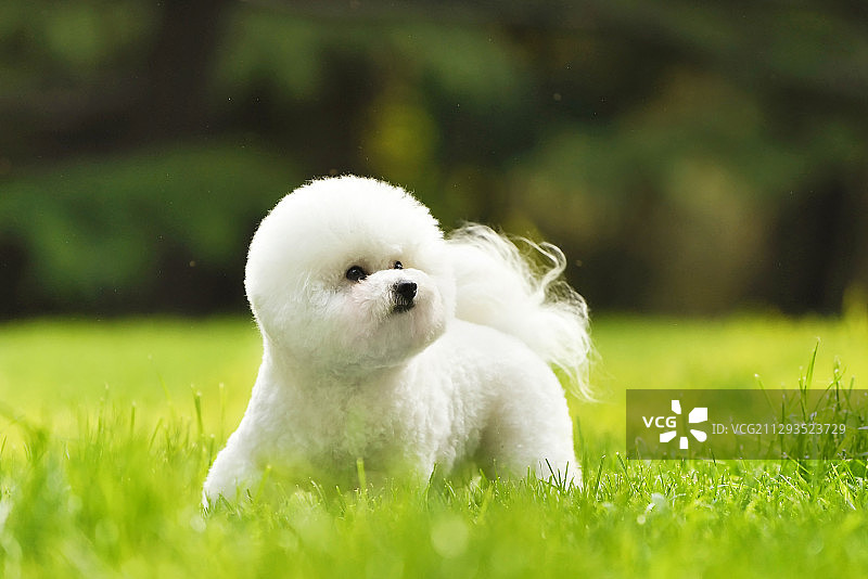 户外玩耍的比熊犬图片素材