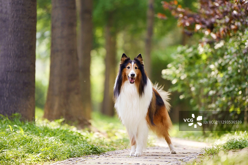 树林里的苏格兰牧羊犬图片素材