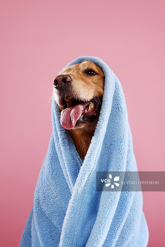 披浴巾的金毛犬图片素材