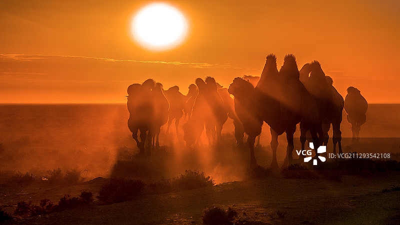 驼影图片素材