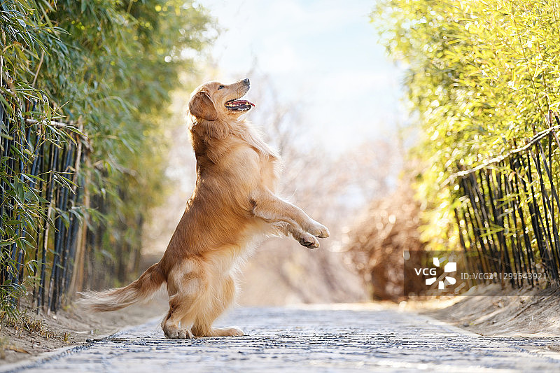 竹林里的金毛犬图片素材