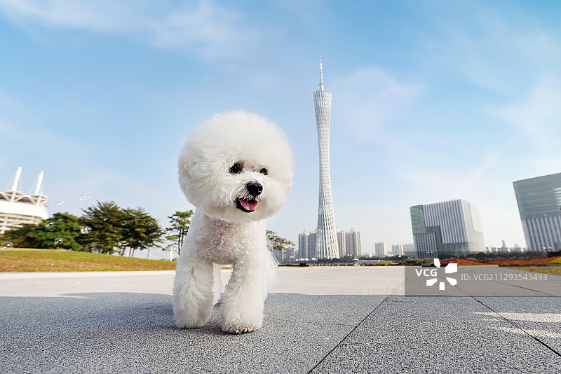 快乐的比熊犬图片素材