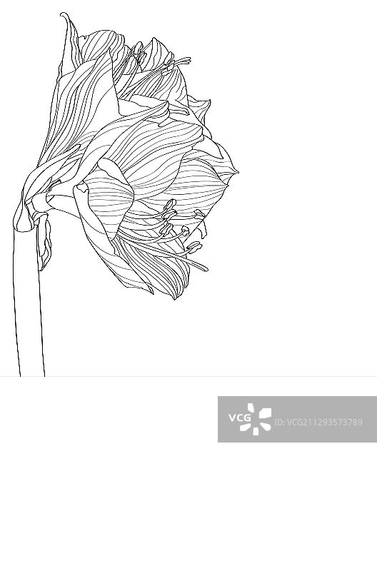 朱顶红装饰线条花苞图片素材
