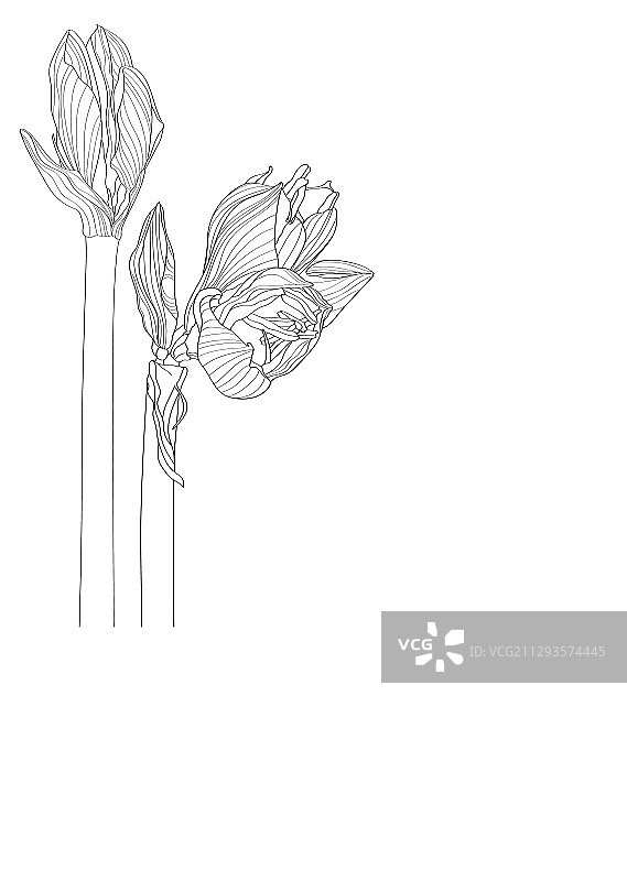 朱顶红线条花苞装饰图案图片素材