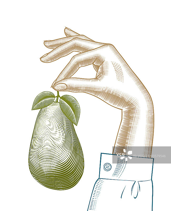 手握成熟的牛油果图片素材