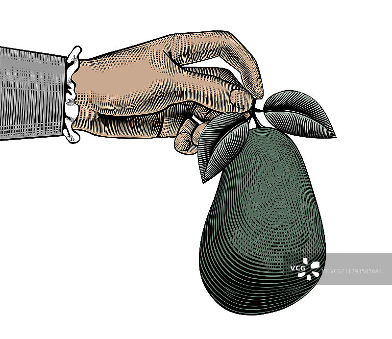 手握成熟的牛油果图片素材