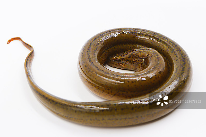 一条黄鳝图片素材