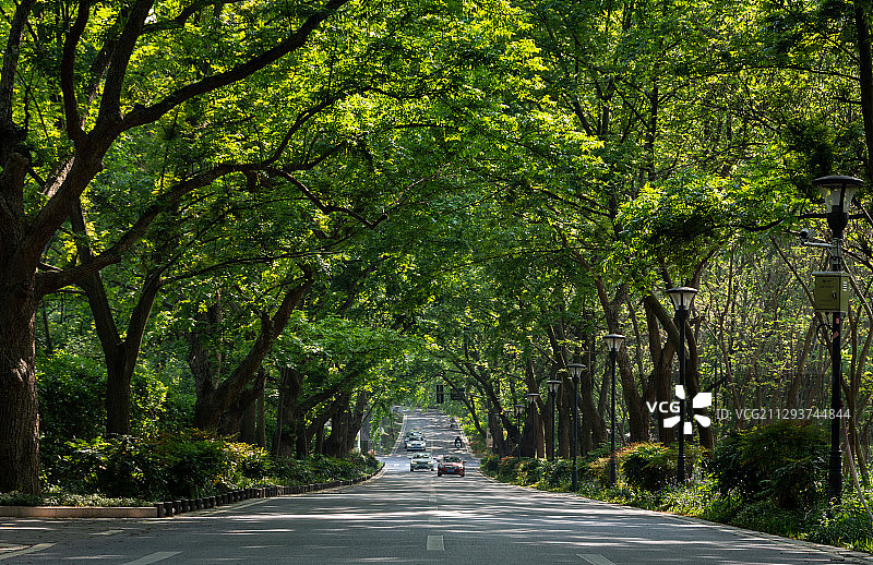 绿树成荫下的道路图片素材