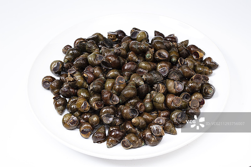 中国圆田螺图片素材