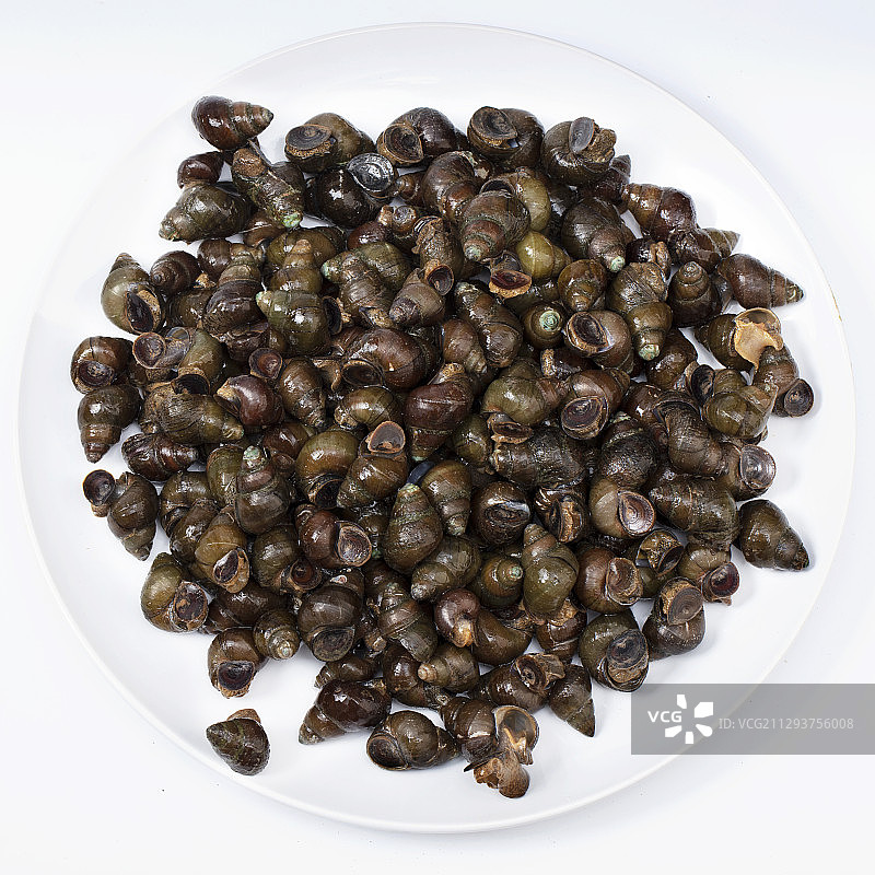 中国圆田螺图片素材