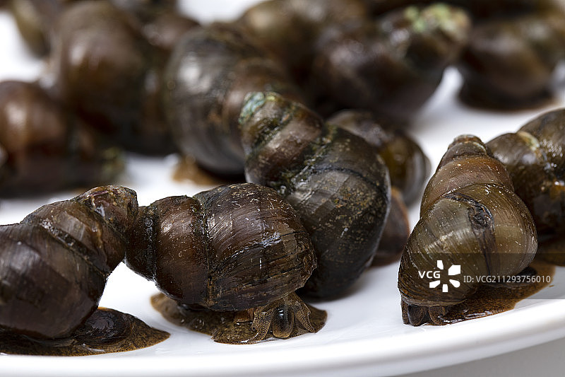 中国圆田螺图片素材