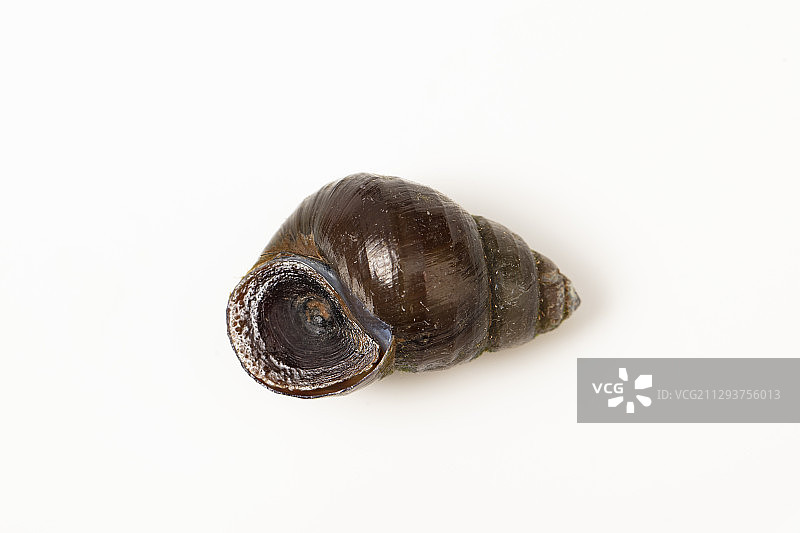 中国圆田螺图片素材