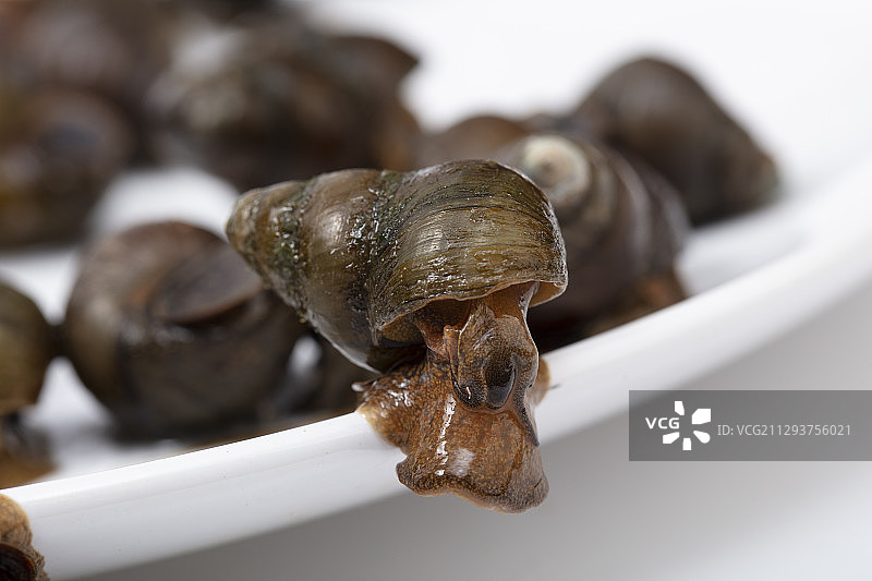 中国圆田螺图片素材