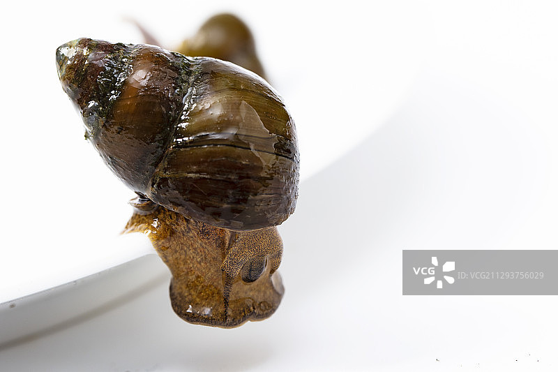 中国圆田螺图片素材