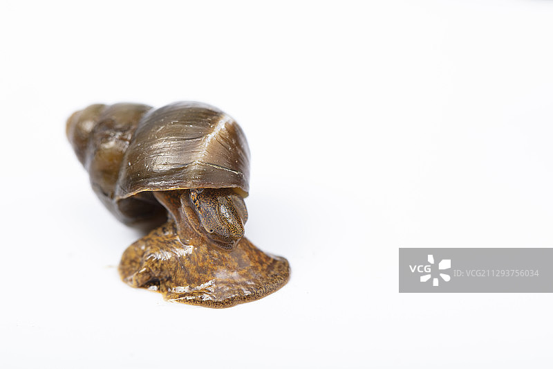 中国圆田螺图片素材