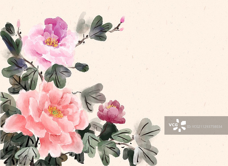 牡丹花米黄色横版图片素材