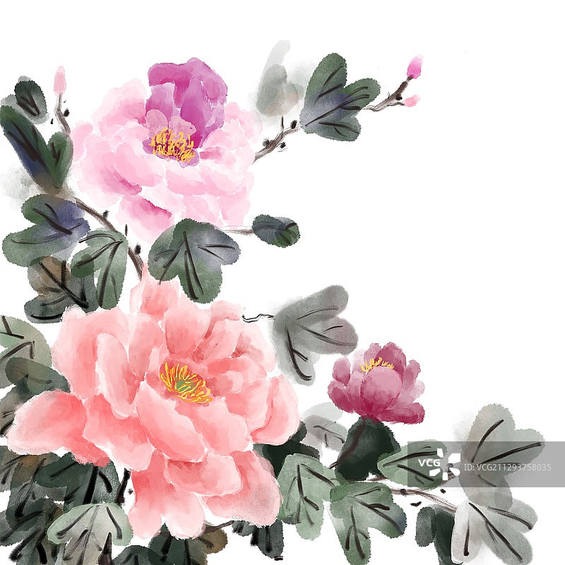 白色背景牡丹花图片素材