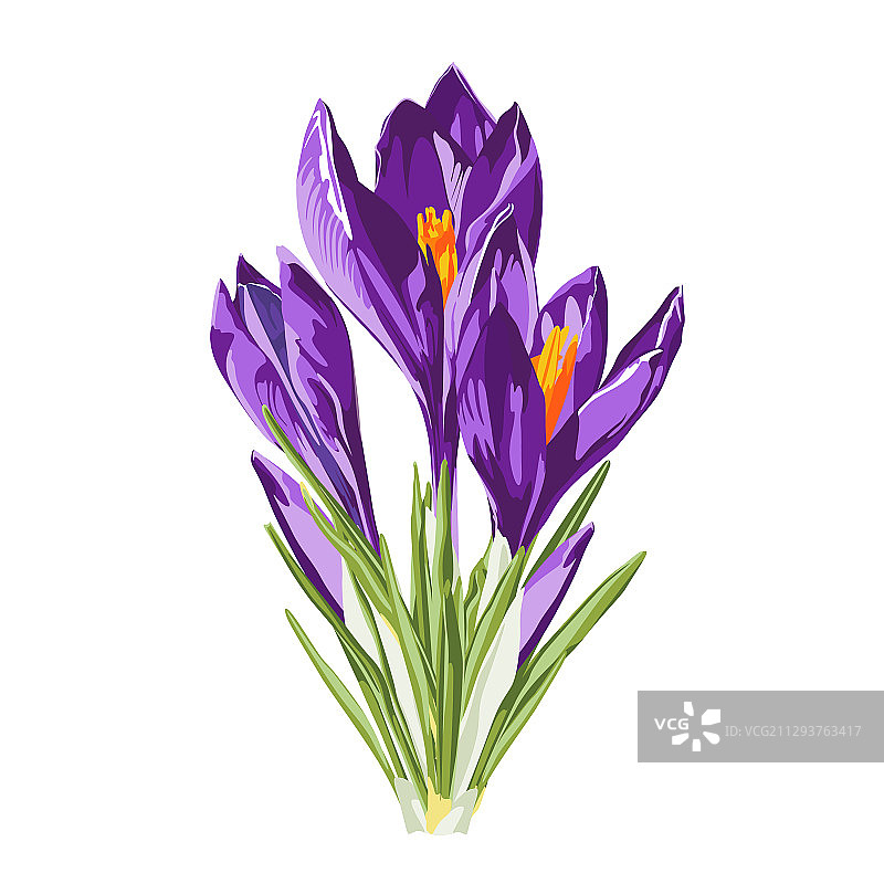 紫色春番红花花束图片素材
