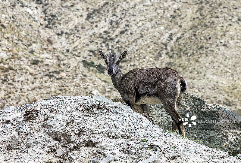 宁夏 贺兰山盘羊图片素材