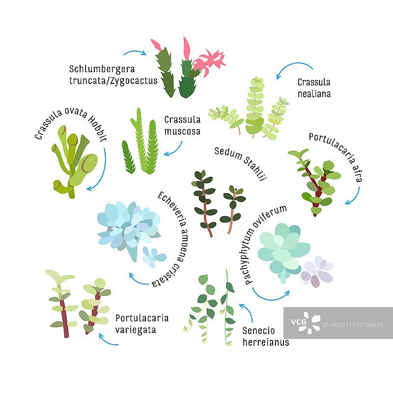 白色背景下的多肉植物图形素材图片素材